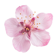 Pink flower isolated on transparent background