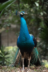 Obraz premium Close up portrait of Beautiful peacock or Pavo cristatus in Malaysia