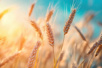Fototapeta premium Hard Red Winter Wheat. Cereal Grain Texture with Natural Background