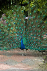 Obraz premium Beautiful peacock or Pavo cristatus with a fully fanned tail feathers in Malaysia