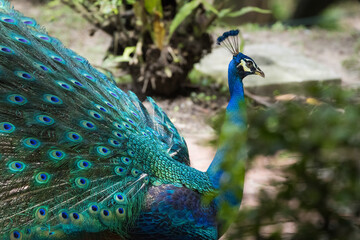 Obraz premium Beautiful peacock or Pavo cristatus with a fully fanned tail feathers in Malaysia