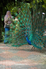 Obraz premium Beautiful peacock or Pavo cristatus with a fully fanned tail feathers in Malaysia