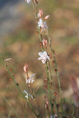 flower in the garden . White  flowers in the field.	