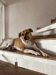 A calm and content dog with short brown and white fur rests comfortably on a wooden staircase, suggesting a homely and serene environment.