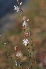 flower in the garden . White  flowers in the field.	