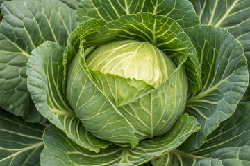Fototapeta premium close up of perfectly round cabbage head nestled among vibrant green leaves, showcasing its intricate texture and natural beauty