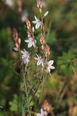 flower in the garden . White  flowers in the field.	