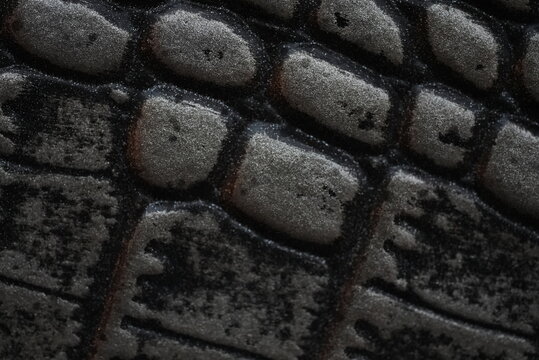 crocodile texture background