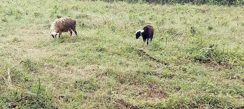 There are two sheep grazing in the field.