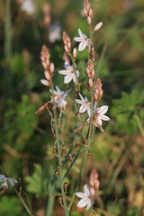flower in the garden . White  flowers in the field.	