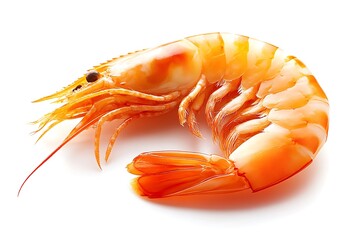 Fresh shrimp, studio, isolated, food, healthy