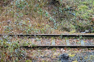 Old train tracks disappearing in the undergrowth