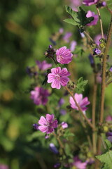 flowers in the garden, purple flowers and green leaves	