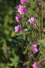 flowers in the garden, purple flowers and green leaves	