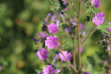 flowers in the garden, purple flowers and green leaves	