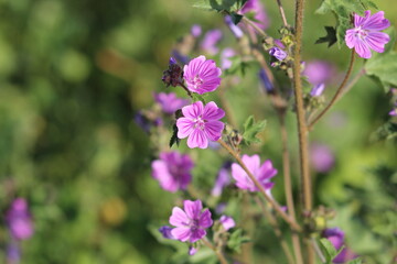flowers in the garden, purple flowers and green leaves	