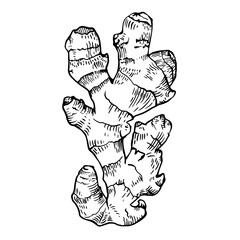 Ginger root on a white background. Vector graphics.