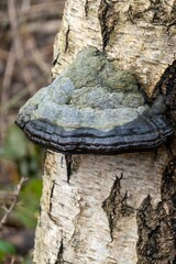 Hoof fungus or tinder conk mushroom growing on birch tree trunk in forest