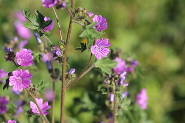 flowers in the garden, purple flowers and green leaves	