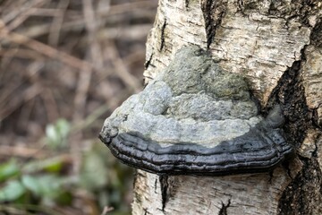 Hoof fungus growing on birch tree trunk in forest