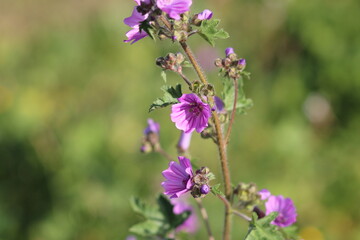 flowers in the garden, purple flowers and green leaves	