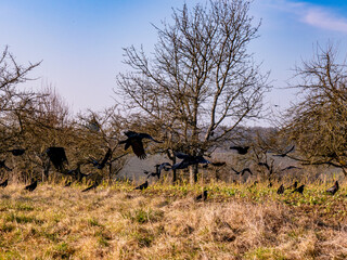 Krähen auf dem Feld im Winter