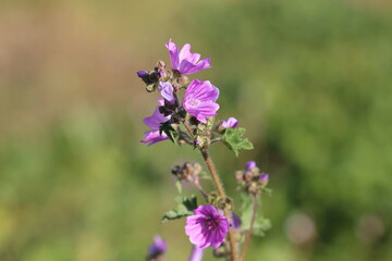 Obraz premium flowers in the garden, purple flowers and green leaves 