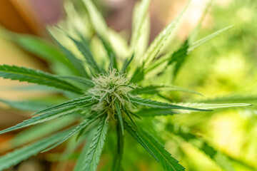 Flowering Cannabis plant