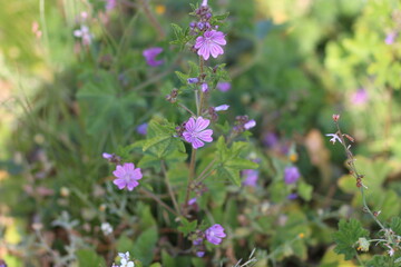 flowers in the garden, purple flowers and green leaves	