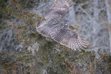 Great gray Owl Strix nebulosa flying