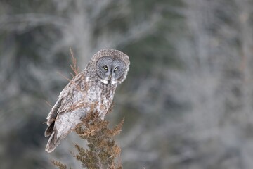 Great gray Owl Strix nebulosa staring towards the snow covered ground listening for prey