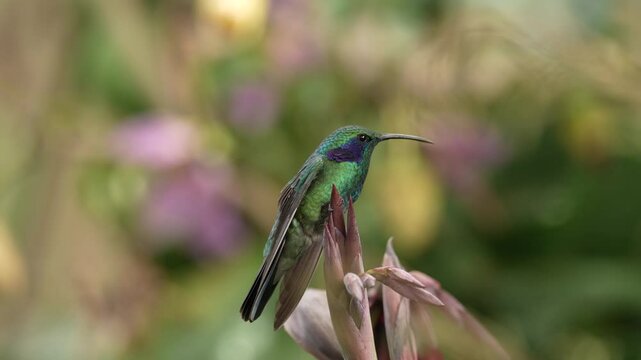 Mexican violetear, Colibri thalassinus, hummingbird with flower in the nature habitat. Wild bird from, Costa Rica. 