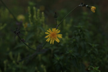 yellow flowers in the field.	
