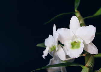  Blooming Dendrobium - White Flowers on Black Background