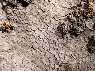 Dry tree bark texture as background