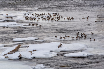 Mallard Ducks On Frozen Sheets Of Ice On Fox River In De Pere, Wisconsin, In February