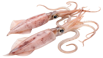 Two fresh raw squid isolated on white background. Suitable for marketing or business purposes. PNG file