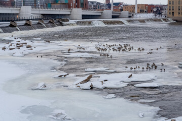 Mallard Ducks On Frozen Sheets Of Ice Near The Dam And Rapids On Fox River In De Pere, Wisconsin, In February