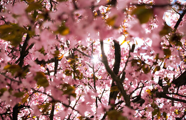 pink cherry blossom.A bouquet of flowers in blossom during the season in Tokyo.