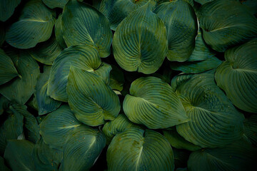 close up of a green plant leaf