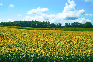 A bouquet of flowers in blossom during the season in Tokyo.