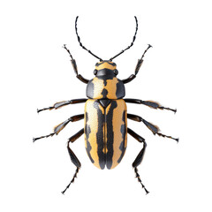 3D icon of Longhorn beetle isolated on transparency background