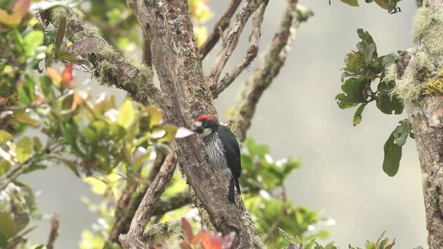 Acorn Woodpecker, Melanerpes formicivorus. Woodpecker from Costa Rica mountain forest. Beautiful bird sitting on the green mossy branch in habitat, Costa Rica. Birdwatching in America.