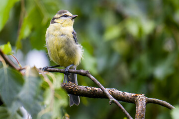 Junge Blaumeise bei der Futtersuche