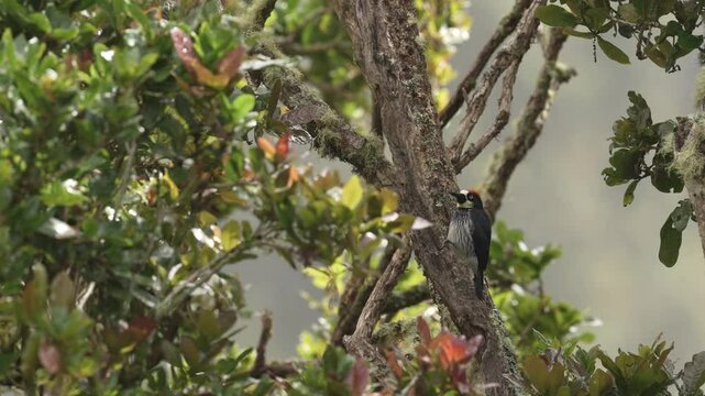 Acorn Woodpecker, Melanerpes formicivorus. Woodpecker from Costa Rica mountain forest. Beautiful bird sitting on the green mossy branch in habitat, Costa Rica. Birdwatching in America.