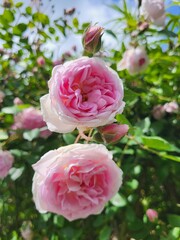 pink roses in garden