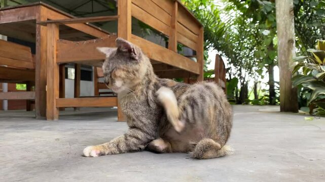 Close up video footage of stray cat is suffering feline scabies or notoedric mange on its head, causing its skin to become itchy, wounded, and crusty. World animal day concept.