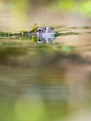Close Up of a Common Frog Head in an Urban Pond