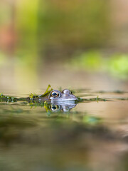 Close Up of a Common Frog Head in an Urban Pond