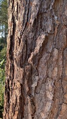 bark of a tree
